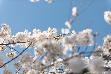 満開の桜