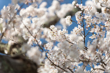 満開の桜