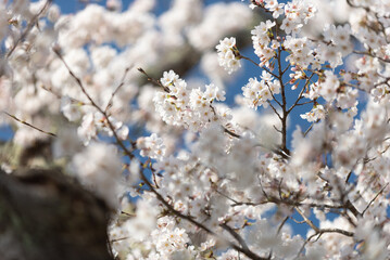 満開の桜