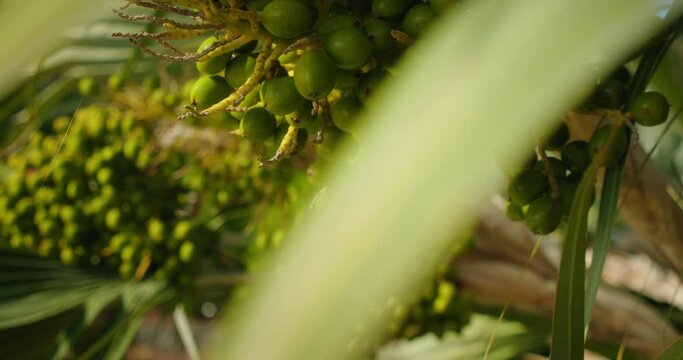 Green betel nut fruits hanging on areca palm tree.