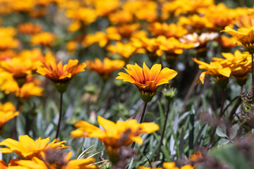 Wildflowers in a field in Portugal.