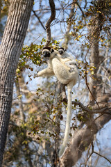 Verreaux's sifaka in the Kirindy park. White sifaka on the Madagascar island. Madagascar fauna. White sifaka with dark head.	