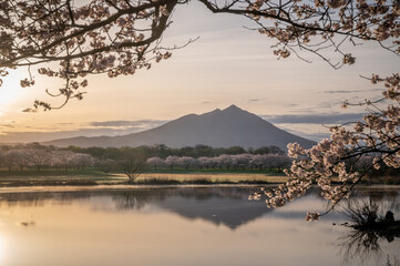 茨城県筑西市　母子島遊水地の桜と筑波山のリフレクション