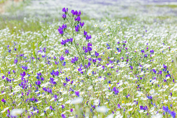 Field of white daisies and purple sage in Portugal.