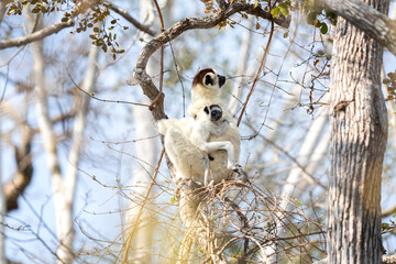 Verreaux's sifaka in the Kirindy park. White sifaka on the Madagascar island. Madagascar fauna. White sifaka with dark head.	