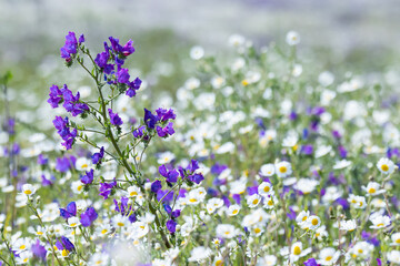 Obraz premium Field of white daisies and purple sage in Portugal.