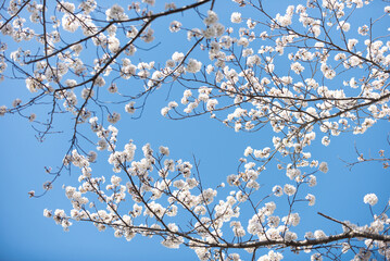 満開の桜
