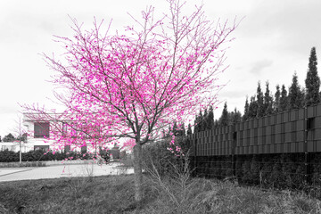 Prunus serrulata, Japanese cherry blossoming tree in black and white color key selective color pink on black and white photo in a settlement on a street