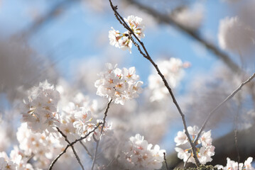 満開の桜
