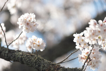 満開の桜
