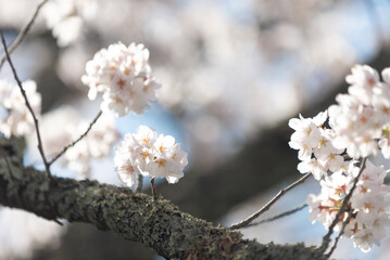 満開の桜
