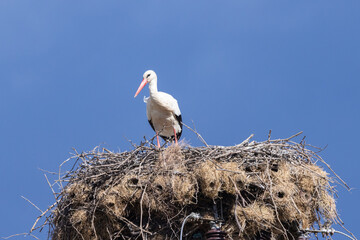 Stork on a nest in rural Portugal.