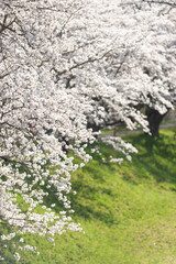 満開の桜