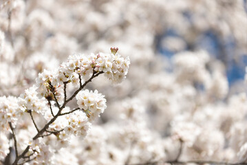 満開の桜