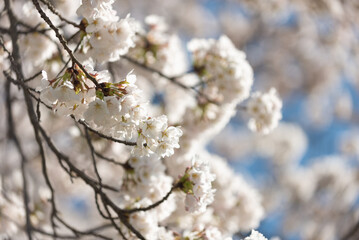 満開の桜