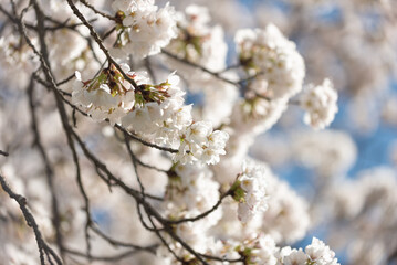 満開の桜