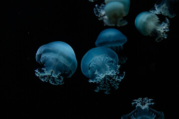 Naklejka na ściany i meble Qualle Jellyfish