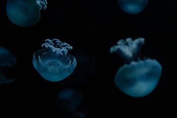 Qualle Jellyfish