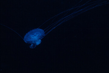 Qualle Jellyfish