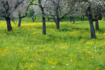 Blossoming apple trees, meadow orchard in springtime
