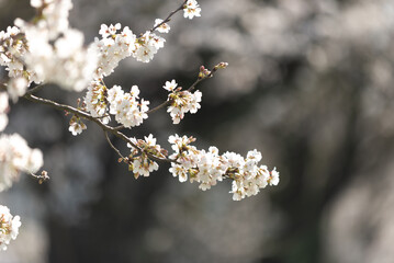 満開の桜