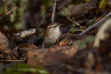 Bewick's Wren in the undergrowth