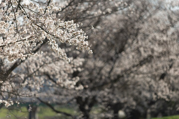 満開の桜