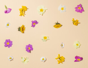 Pattern made with fresh Spring colorful flowers on beige Background. Aesthetic flat lay. Minimal styled concept.
