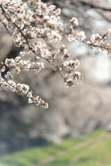 満開の桜