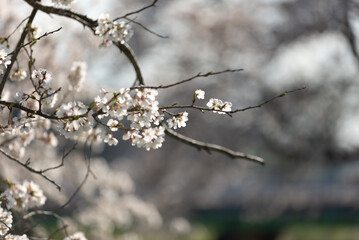 満開の桜