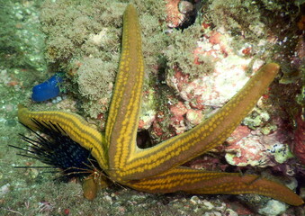 Costa Rica Pacific sea life