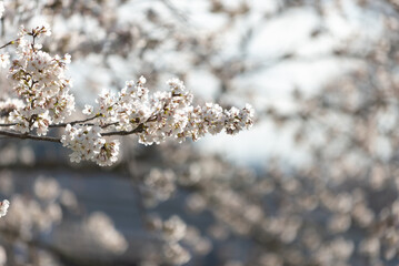 満開の桜