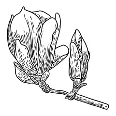 Magnolia flower head on the branch isolated on white. Side view of magnolia open spring blooming on the twig, hand drawn from real tree in the park or forest. Vector.