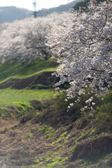 満開の桜