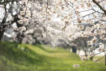 Keuken spatwand met foto 満開の桜 © 歌うカメラマン