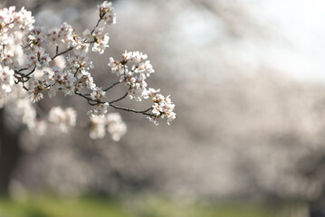 満開の桜