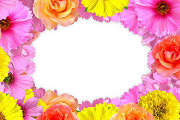 beautiful zinnia flower frame blooming in cutout transparent background