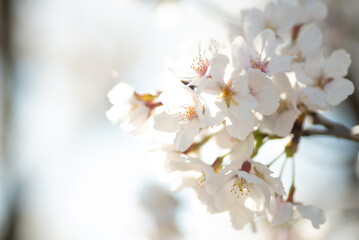 満開の桜