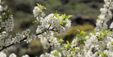 Horticulture of Gran Canaria -  fruit trees blossoming in spring, March, natural macro floral background