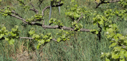 Viticulture of Gran Canaria - fresh young leaves on vine plants in early  spring
