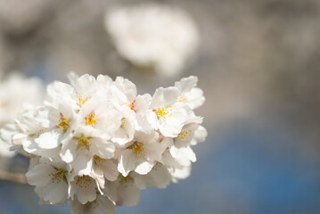 満開の桜