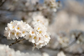 満開の桜