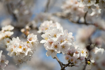 満開の桜