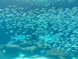 Many fish in the sea