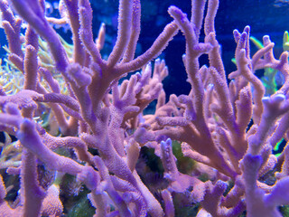Under water photo of reef plant life