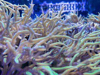 Under water photo of reef plant life