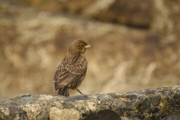 Juvenile Brown-headed Cowbird
