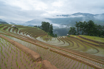 Aerial top view of fresh paddy rice terraces, green agricultural fields in countryside or rural area of Mu Cang Chai, mountain hills valley in Asia, Vietnam. Nature landscape background.