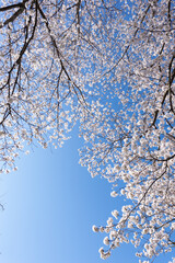 満開の桜