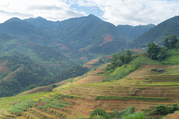Obraz premium Aerial top view of fresh paddy rice terraces, green agricultural fields in countryside or rural area of Mu Cang Chai, mountain hills valley in Asia, Vietnam. Nature landscape background.